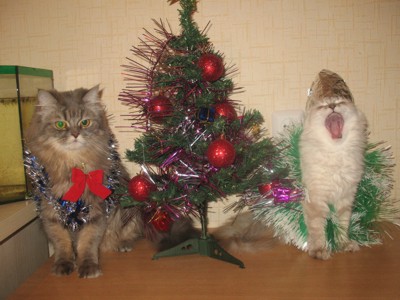 Мурзик и кошечка Мышка